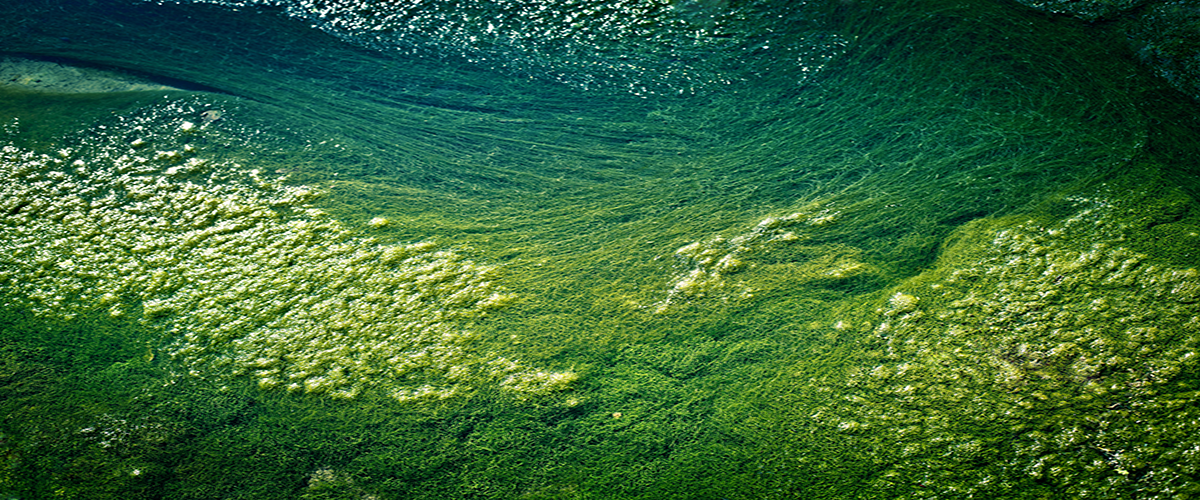 algal blooms water with green slame