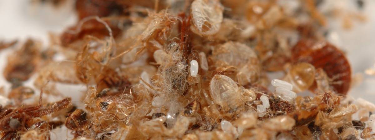 bed bug waste on bed