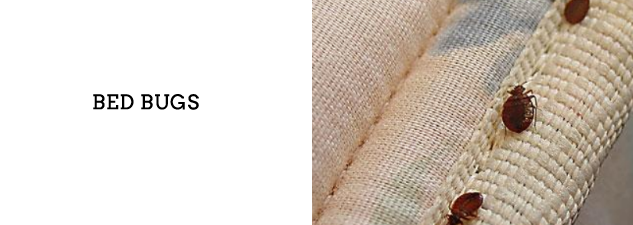 bed Bugs ""