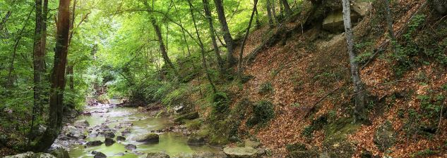 Creek running through a green forest