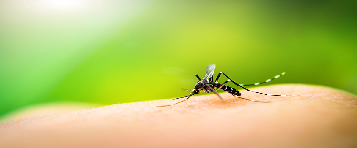 mosquitoes Mosquitoes on arm