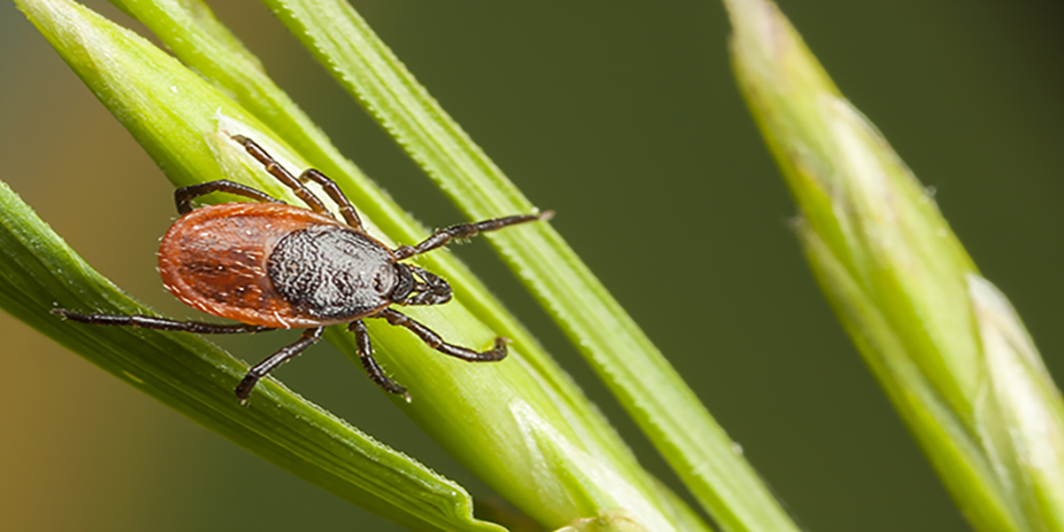 close up image of a  tick