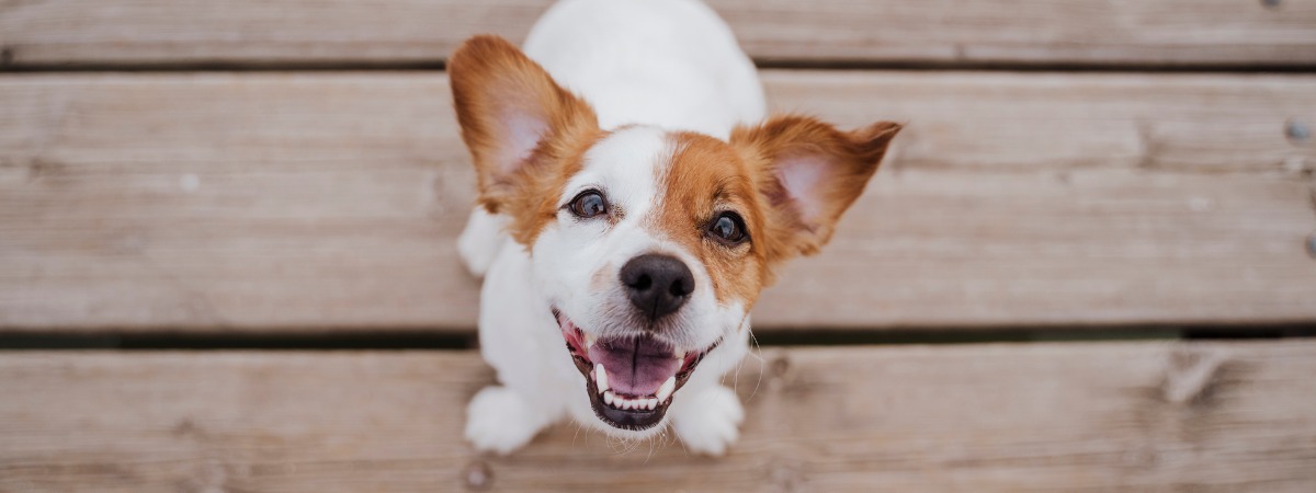 Animal Bites & Rabies Control dog-sitting-on-a-wood-picture